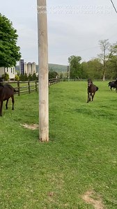 123K views · 15K reactions | WOW! We posted 6 horses for adoption two...