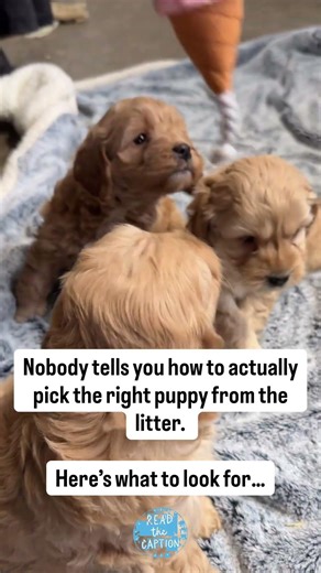 If you’re about to get a new puppy, STOP SCROLLING and read below👇