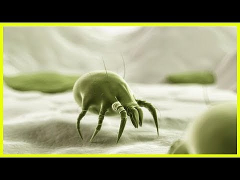 Découvrez comment éliminer les acariens de votre lit