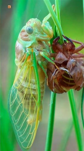 Cicada Sounds ( Lyristes plebejus ) (1)
