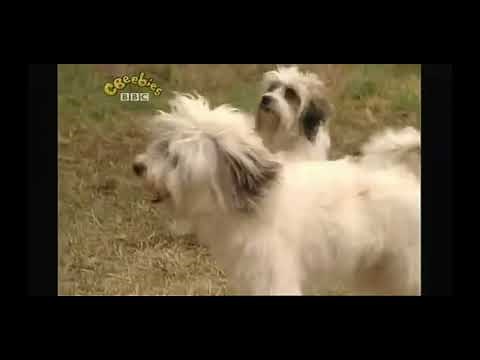 Pippin meets her 2 other dogs | Come Outside (1997)