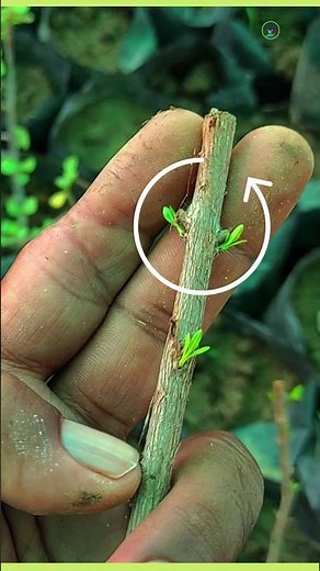 How to grow mehndi plant from cutting | henna plant at home | plantinfo