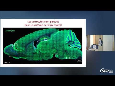 Glial cells and neurodegenerative diseases: roles and therapeutic potential - Carole Escartin