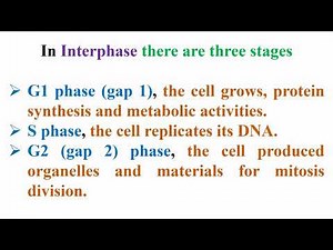 Interphase Stages in Cell Cycle