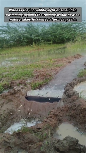 Catching Hundreds Of Small Fish Using Simple Mud Dams
