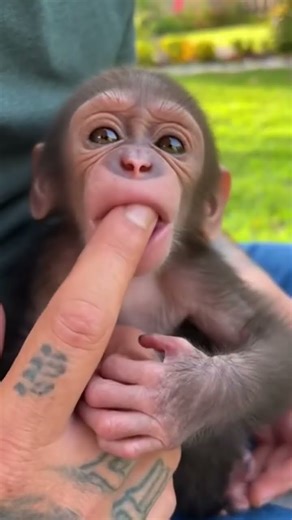 Jaw-Dropping Animal Evolution Moments!