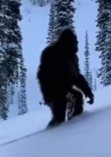 Alaska Bigfoot First-Hand Account & Trail Cam Footage Reveal Sasquatch Encounter in Canada Shocking new Alaska Bigfoot evidence has emerged from a documentary crew's harrowing expedition in Canada's remote Mackenzie Mountains. The team, initially filming caribou migration via helicopter , captured a massive, bipedal creature pursuing the herd into the forest—footage that sparked a deep-woods investigation.