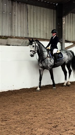 Honest Insights from Clay's Equestrian Training Show