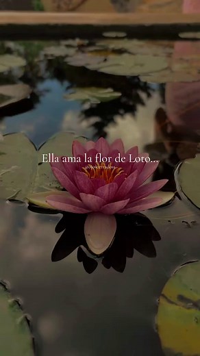 La belleza de la flor de loto y su significado