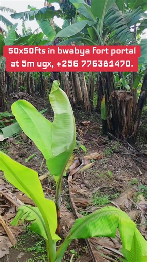 Property Manager (@propertyandjobsagencies)’s videos with original sound - zarie spice