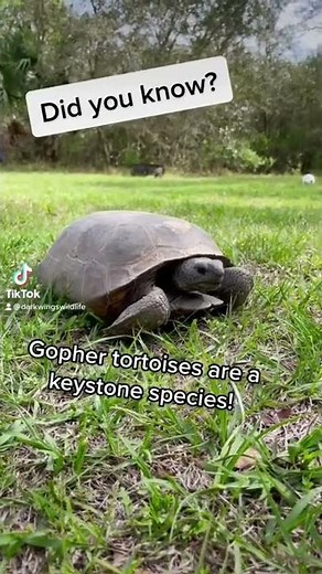 Gopher tortoise facts!