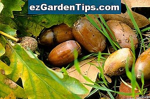 Eiken stuifmeel en eikels 🌱 Tips Tuinders - Nl.ezGardenTips.com