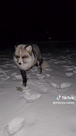 Unique Fox Sounds to Hear at Night