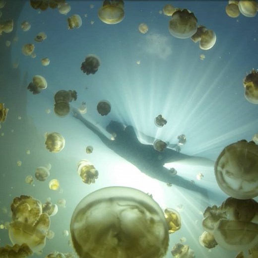 387K views · 34 reactions | How to ACTUALLY treat a jellyfish sting. Hint: It isn't what you're thinking.  | The Digital Spoke | Facebook