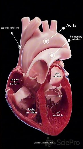 structure of Heart 🫀The human heart is a powerful muscular organ with four chambers .