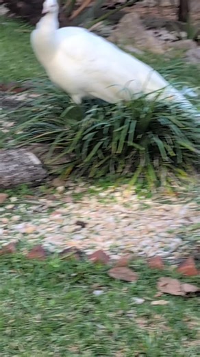 Jbird (@jbird.pma.official)’s videos with original sound - Jbird