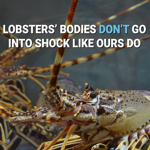 333K views · 10K reactions | Lobsters don't go into shock like we do — so they feel it ALL. | PETA (People for the Ethical Treatment of Animals) | Facebook