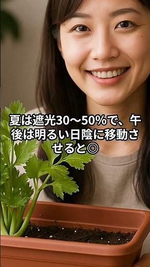 プランターで楽しむセロリ栽培初心者でも成功するシャキシャキ食感の育て方 #家庭菜園