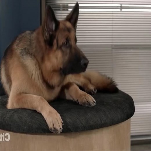 45K views · 1.8K reactions | Hudson & Rex - In a Family Way P5 #hudsonandrex #viral #tvshows #USAToday | JVR construcciones | Facebook