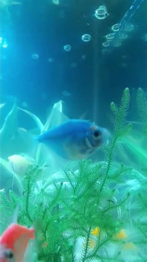 Glofish blue #aquarium #relaxing #fish