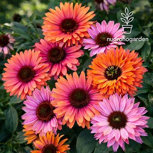 50 Sunseeker Rainbow Coneflower Seeds, Echinacea Perennial Flowers, Vibrant Mixed Colors, Fresh Non-gmo - Etsy