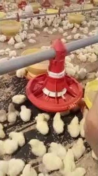 CEK TEMPERATURE RECTAL PADA DOC BROILER