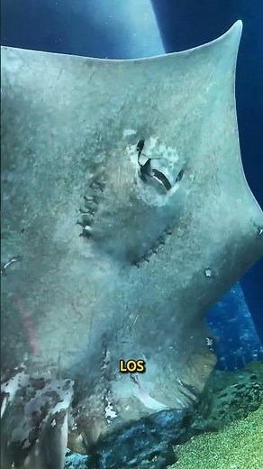 How do small fish survive in the ocean?