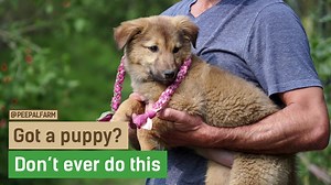 1.9M views · 10K reactions | It's all fun and games, till someone gets hurt. (Hindi, with English sub) #doinggoodfeelsgreat -------- Follow the Humans of Peepal Farm as they help animals heal, and be heard! Never miss a story again! Follow us on Instagram: https://instagram.com/peepalfarm Learn More: https://www.peepalfarm.org | Peepal Farm | Facebook