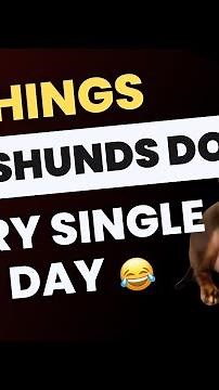9 Things Dachshunds Do EVERY SINGLE DAY