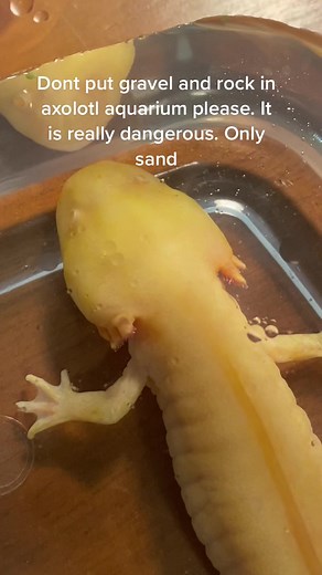 Rescued Axolotl Care: Help for a Cuty with Occlusion
