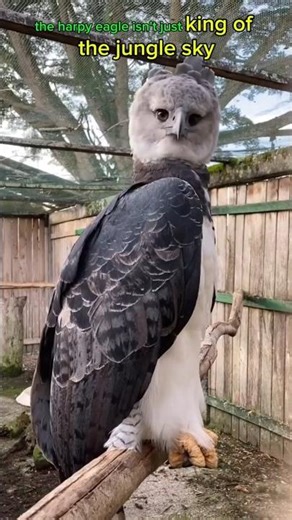 Meet the Creature that Rules the Jungle Sky