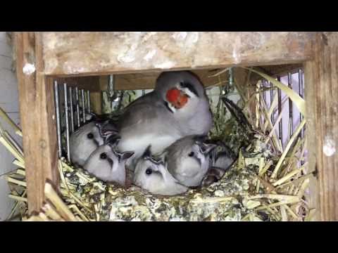 Feeding Zebra Finch!