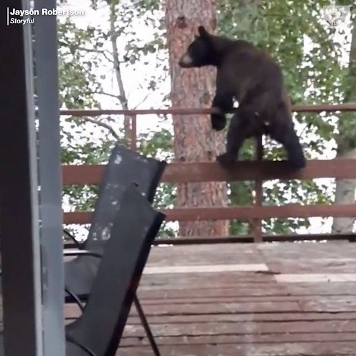 3.6M views · 152K reactions | SPIDER-BEAR: A bear makes an impressively athletic leap from the deck of a British Columbia home to a tree before shimmying its way down. https://abcn.ws/2NkkB45 | ABC News | Facebook