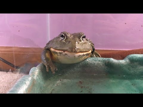 Pixie Frog (African Bullfrog) Croaking Part 2