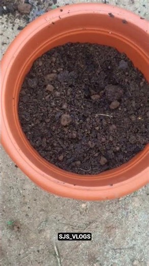 #Beautiful flowers🌸🌺🌻🌹#@SJS VLOGS##