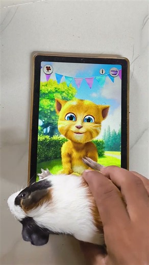 ginger vs guinea pig #games #talkingtom #funny #talkingtomversion