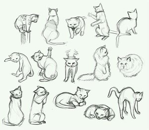 Cat Pose Reference