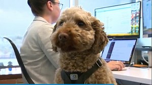 Dog-friendly office: Puppy cuddles breed productivity at Calgary company