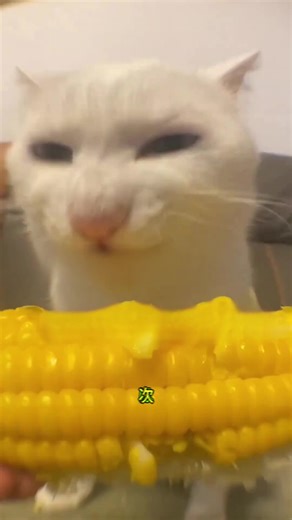 Top 5 Foods for a Healthy Cat Diet