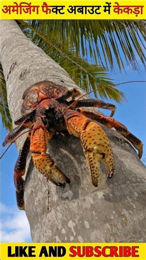 This Crab Can Break Coconuts! CoconutCrab Facts
