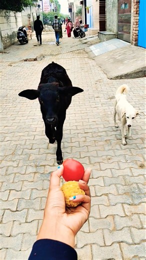 Three Best Friends: a Calf, a Golden Retriever, and Me! 🐮🐕🧑 #shorts #viral #calf #goldenretriever