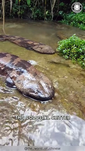 1.6M views · 29K reactions | Top 10 Weirdest Animals: Prepare to Be Shocked! 勞 Get ready to have your mind blown by some of the most bizarre creatures on Earth! From the depths of the ocean to the driest deserts, we've scoured the planet to find the ultimate weird animal showdown. #top10 #top10animals #top10list #wildlife #wildanimals | 1 Minute Animals | Facebook