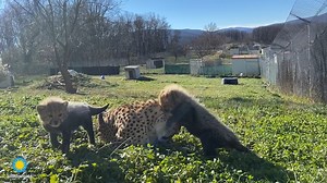 🐆💕🐆 Play, chirp, repeat! Please enjoy this paws-itively adorable brand new video of Amani and her now 2-month-old cubs playing in their yard. #InternationalCheetahDay *** 📽️ ICYMI: This cheetah family is featured on our live Cheetah Cub Cam! Tune in to catch them sleeping, playing or passing through: https://s.si.edu/2Rs7fCp | Smithsonian’s National Zoo and Conservation Biology Institute