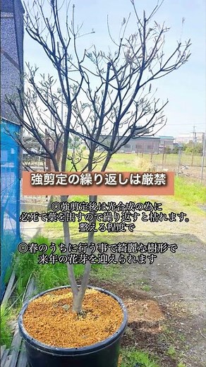 【ミモザの強剪定】