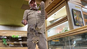 648K views · 1.1K shares | The Reptile Zoo on Reels | Facebook