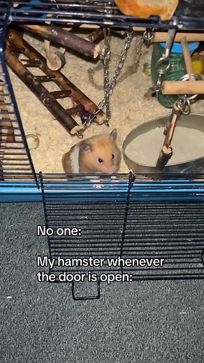 Hamster Escape Tricks: How Fast Can They Go?
