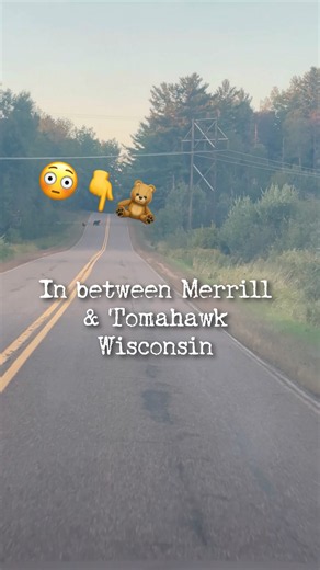 Wild Black Bears in the Road! 🐻😳🧸 #blackbear #bearcub #wildlife