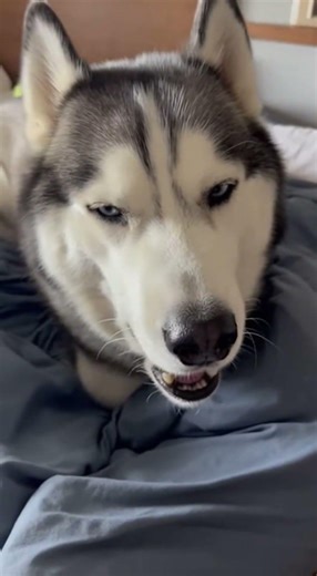 Husky vs Morning Alarm 😂
