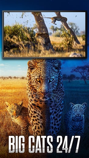 🦁 Big Cats 24/7: Reunion 🐆 The Xudum Pride lionesses are back, but survival isn’t guaranteed. One cub is starving, and rising floodwaters push male leopards into dangerous proximity. Meanwhile, leopard mum Lediba and cheetah mum Pobe fight fiercely to protect their young. Tonight at 7 PM — only on OETA 📺 Don’t miss this gripping look at motherhood, survival, and the wild instincts that drive the big cats. #BigCats247 #OETA #WildlifeWednesday #NatureDocumentary #PBS #ThinkWednesday | OETA