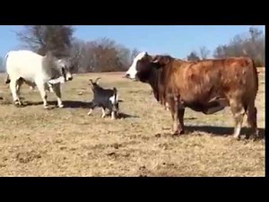 GOAT VS BULL | GOAT DEFEATS BULL AND SAVES COW | SIZE DOESN'T MATTER